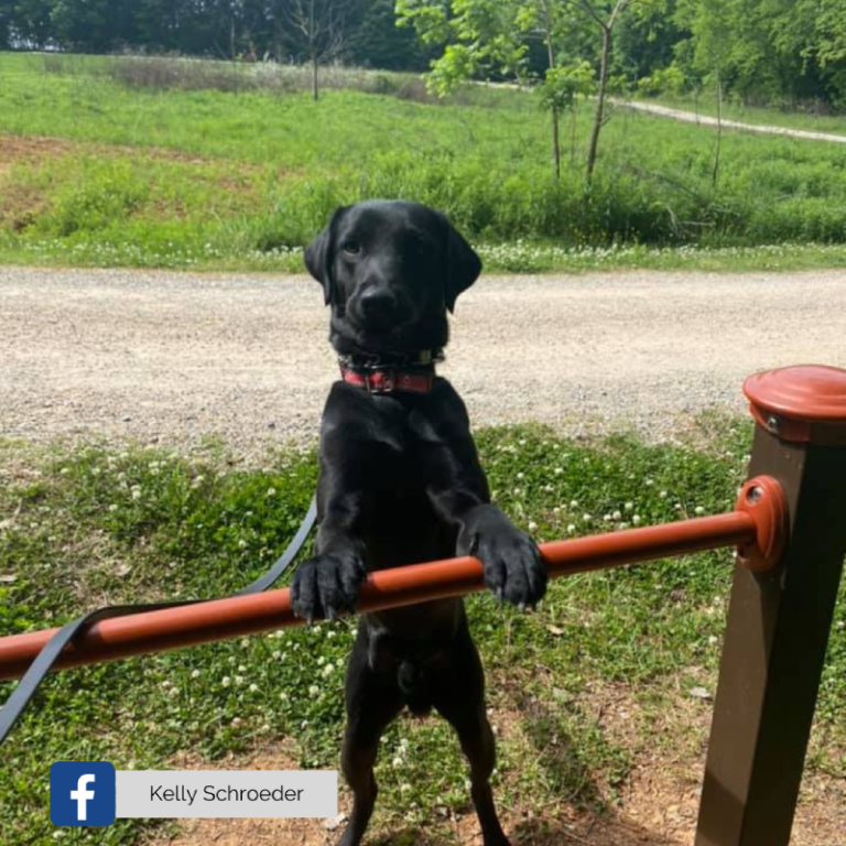 Where to Walk Walk Cabarrus